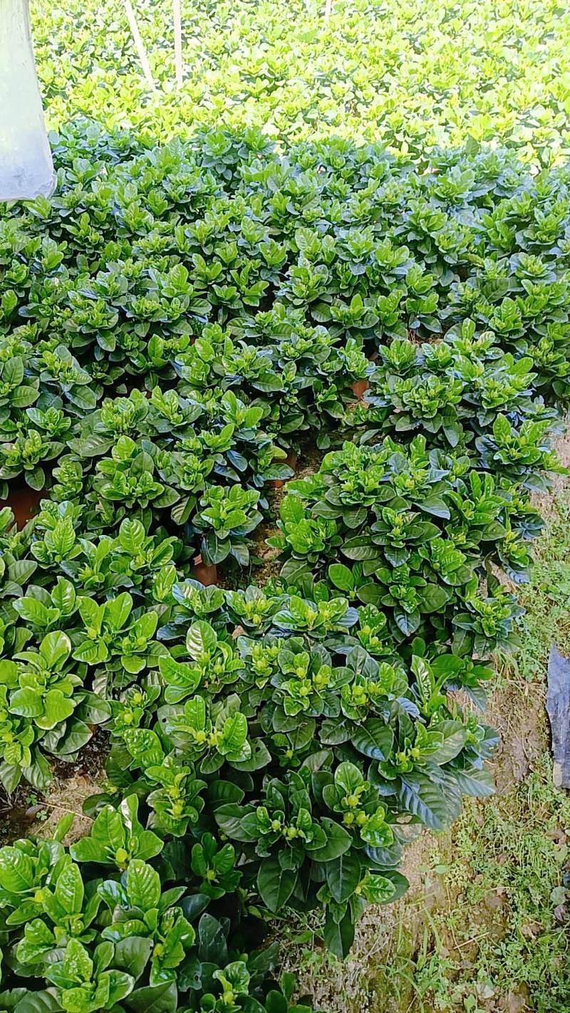 栀子花盆栽230盆盆栽。。。。。。。。。。。