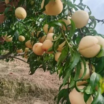 预售贵州罗甸5月水蜜桃毛桃5000斤左右