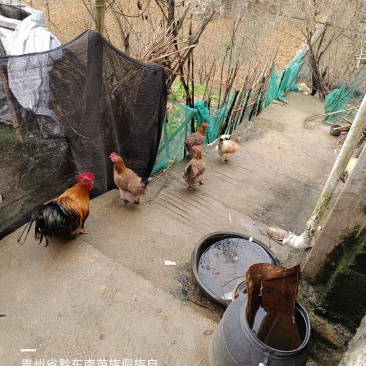 农村土鸡