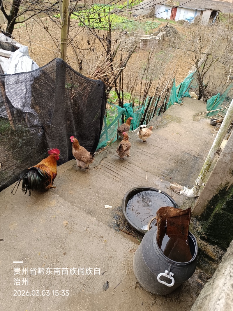 农村土鸡