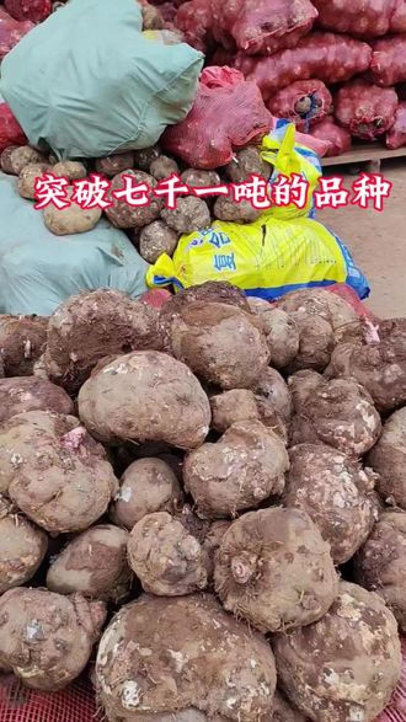 2026全国鲜魔芋订购商品鲜魔芋豆腐专魔芋靠谱的产地