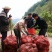 2026全国鲜魔芋订购商品鲜魔芋豆腐专魔芋靠谱的产地