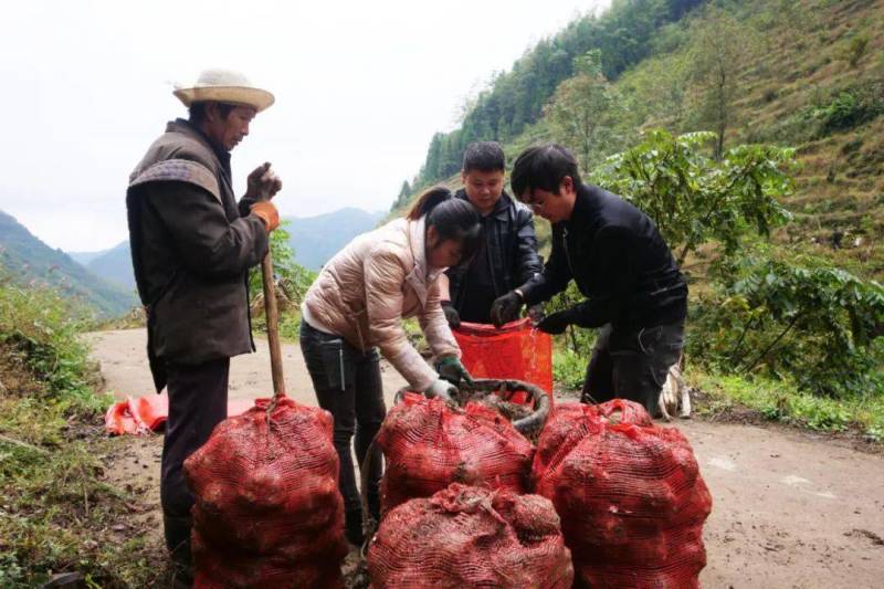 2026全国鲜魔芋订购商品鲜魔芋豆腐专魔芋靠谱的产地