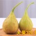 无花果苗格莱斯久留米斯特拉无花果苗芭劳奈无花果苗