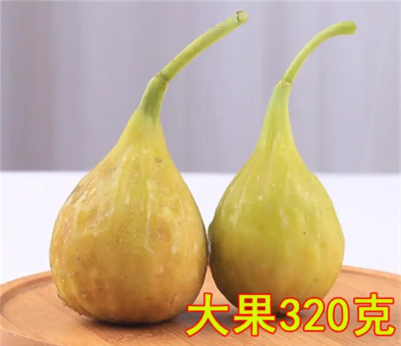 无花果苗格莱斯久留米斯特拉无花果苗芭劳奈无花果苗