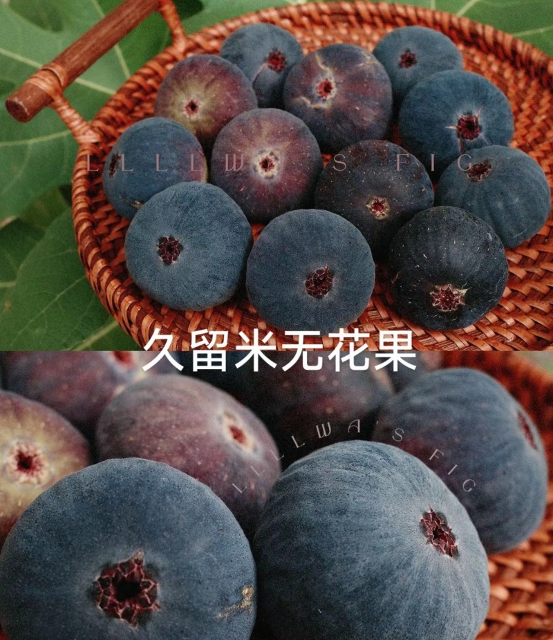 无花果苗格莱斯久留米斯特拉无花果苗芭劳奈无花果苗