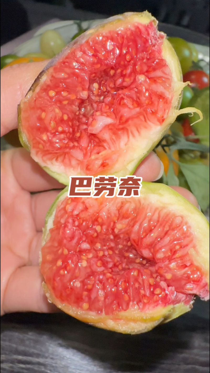 无花果苗格莱斯久留米斯特拉无花果苗芭劳奈无花果苗