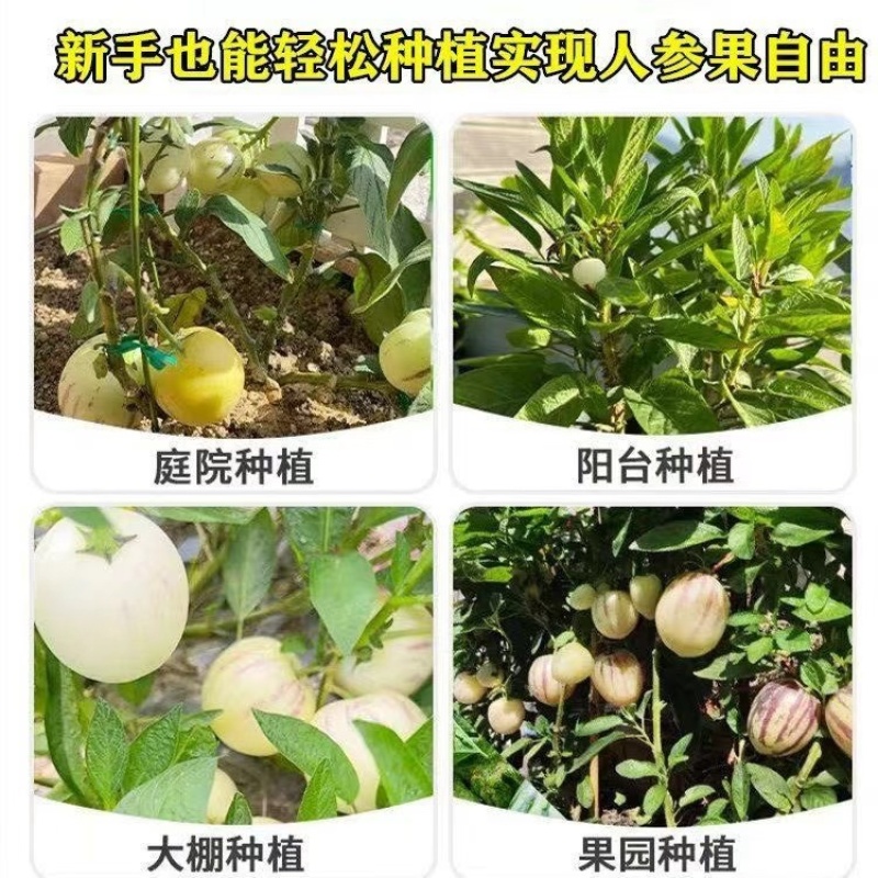 人参果苗/产区直发/货源充足/大量有货/欢迎选购