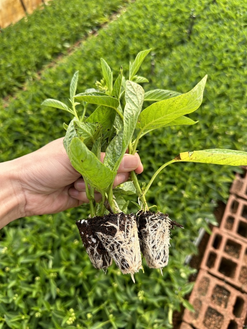 人参果苗/产区直发/货源充足/大量有货/欢迎选购