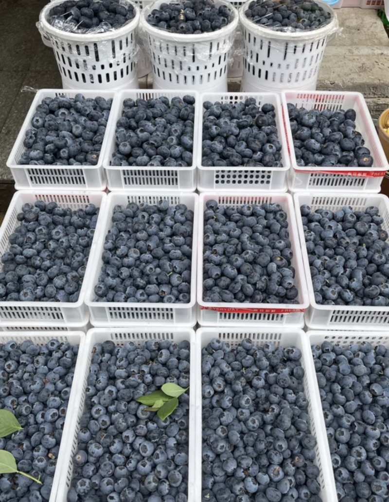 山东莒县蓝莓大量上市可对接电商市场商超水果超市规格齐全