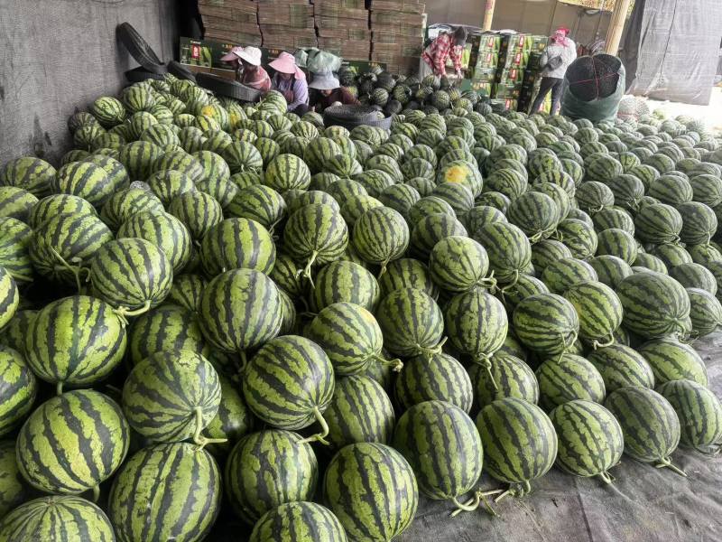 无籽麒麟西瓜对接全国量大从优量大从优清甜可口欢迎询价