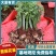 蔷薇花苗/云南产区直发/大量有货/货源充足