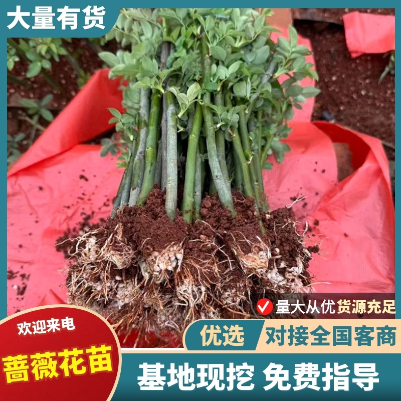 蔷薇花苗/云南产区直发/大量有货/货源充足
