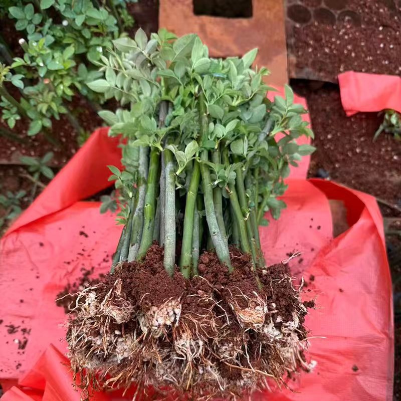 蔷薇花苗/云南产区直发/大量有货/货源充足