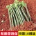 蔷薇花苗/云南产区直发/大量有货/货源充足