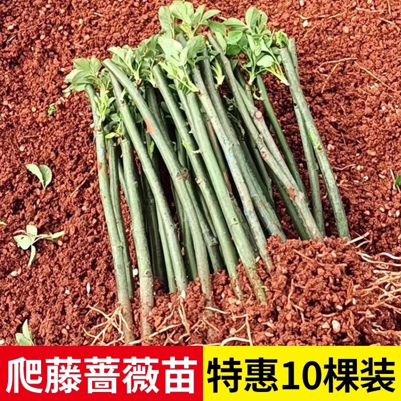 蔷薇花苗/云南产区直发/大量有货/货源充足