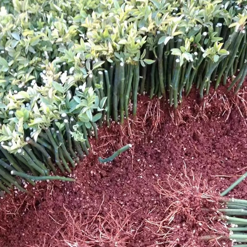 蔷薇花苗/云南产区直发/大量有货/货源充足
