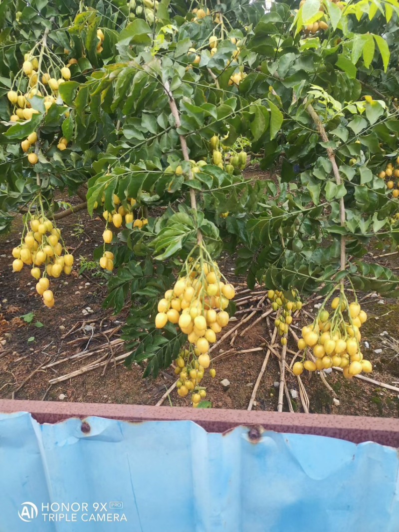 无核黄皮杯苗