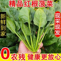 【大叶菠菜】现摘现发露天菠菜/山东大叶菠菜/特价优惠