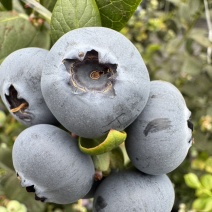 山东临沭蓝莓