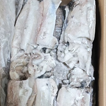 墨鱼阿曼墨鱼进口墨鱼规格齐全品质保障欢迎来电