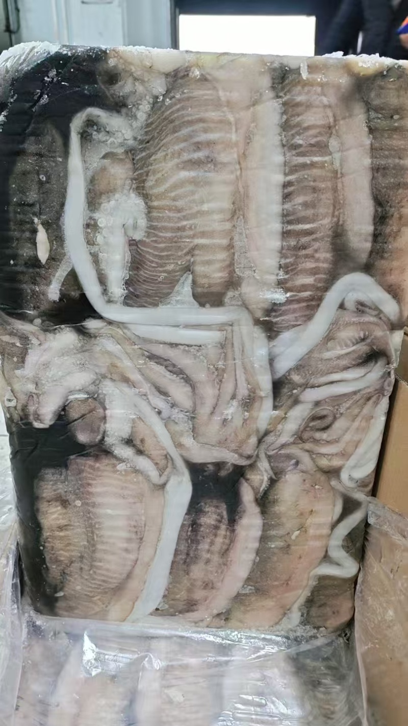 墨鱼阿曼墨鱼进口墨鱼规格齐全品质保障欢迎来电