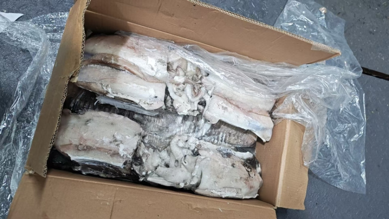 墨鱼阿曼墨鱼进口墨鱼规格齐全品质保障欢迎来电