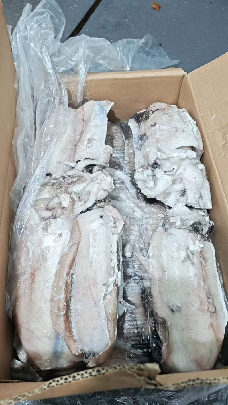 墨鱼阿曼墨鱼进口墨鱼规格齐全品质保障欢迎来电