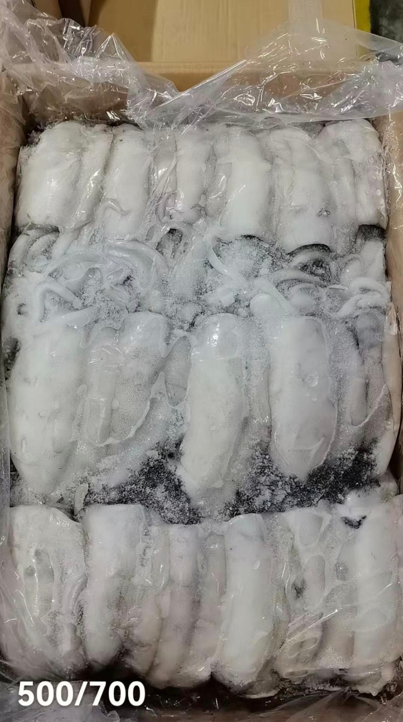 墨鱼阿曼墨鱼进口墨鱼规格齐全品质保障欢迎来电
