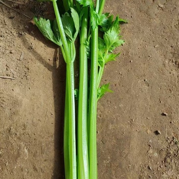精品西芹