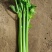 精品西芹
