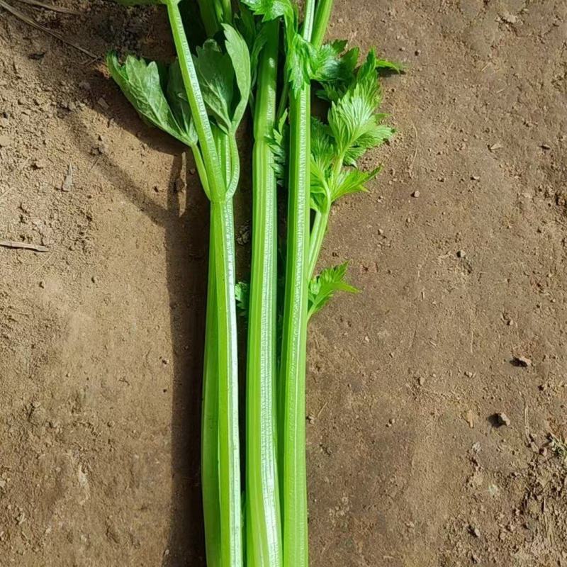 精品西芹
