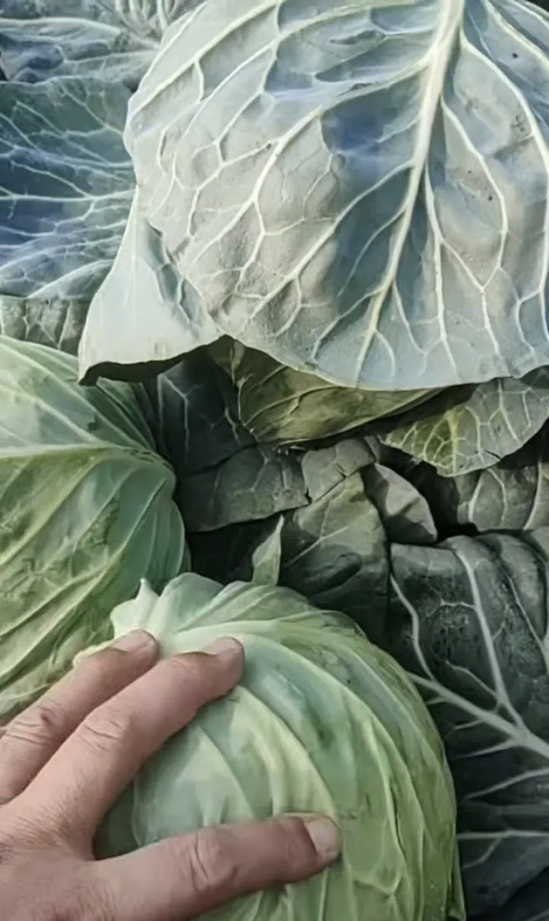 精品甘蓝大量上市基地直供品质优可视频看货欢迎咨询来电
