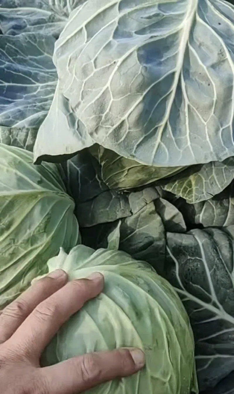 精品甘蓝大量上市基地直供品质优可视频看货欢迎咨询来电