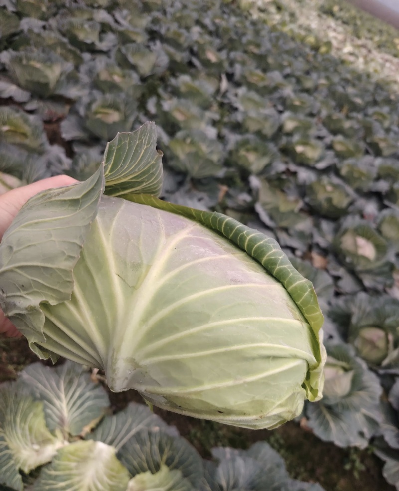 精品扁包菜大量有货品质优基地直供可视频看货欢迎咨询来电