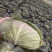 精品扁包菜大量有货品质优基地直供可视频看货欢迎咨询来电