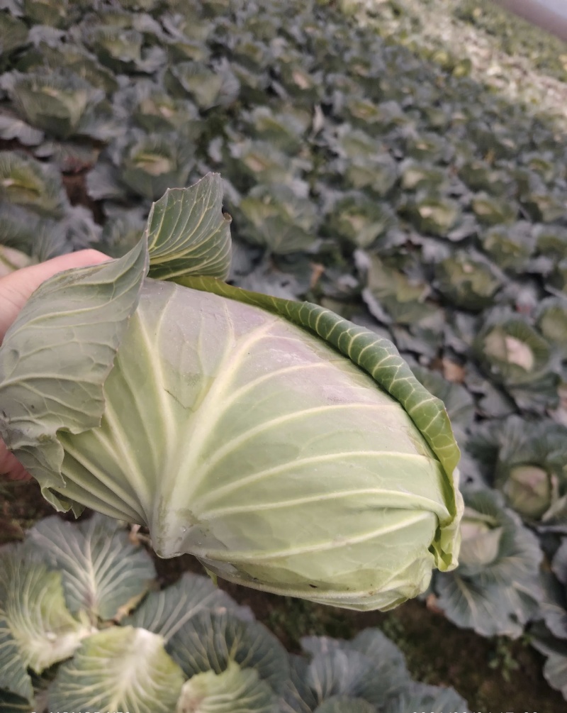 精品扁包菜大量有货品质优基地直供可视频看货欢迎咨询来电