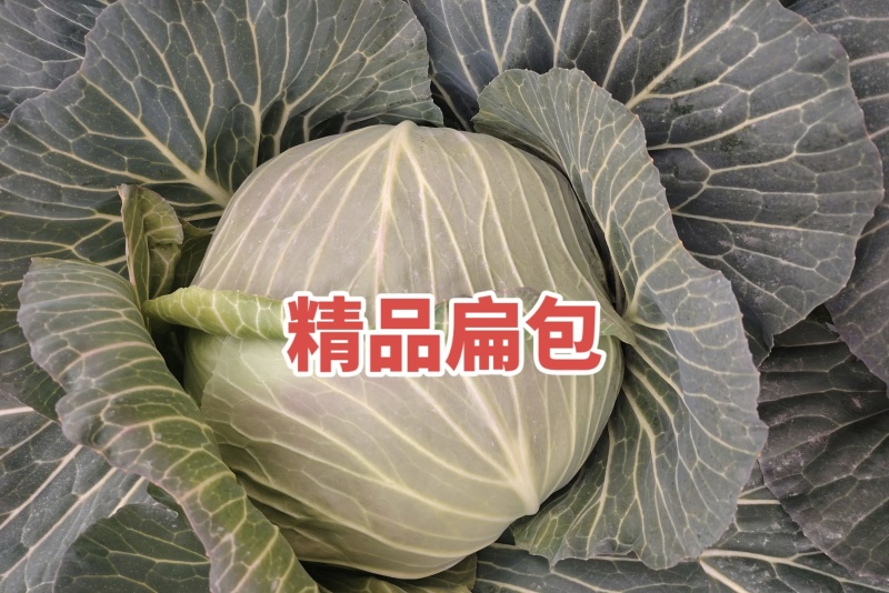 精品扁包菜大量有货品质优基地直供可视频看货欢迎咨询来电