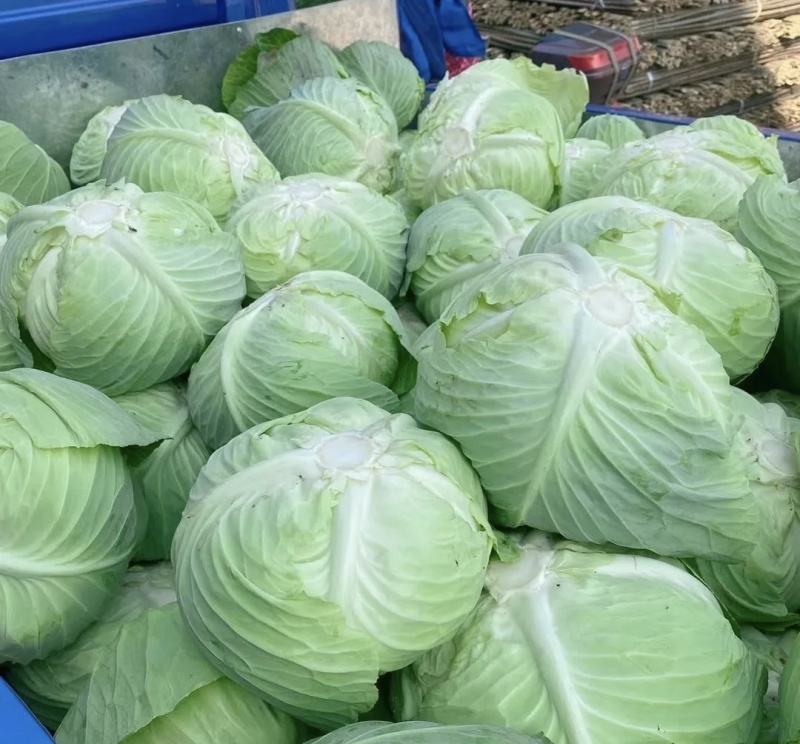 精品扁包菜大量有货品质优基地直供可视频看货欢迎咨询来电
