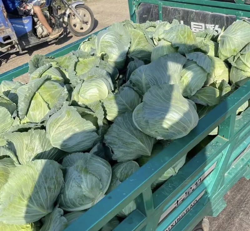 精品扁包菜大量有货品质优基地直供可视频看货欢迎咨询来电