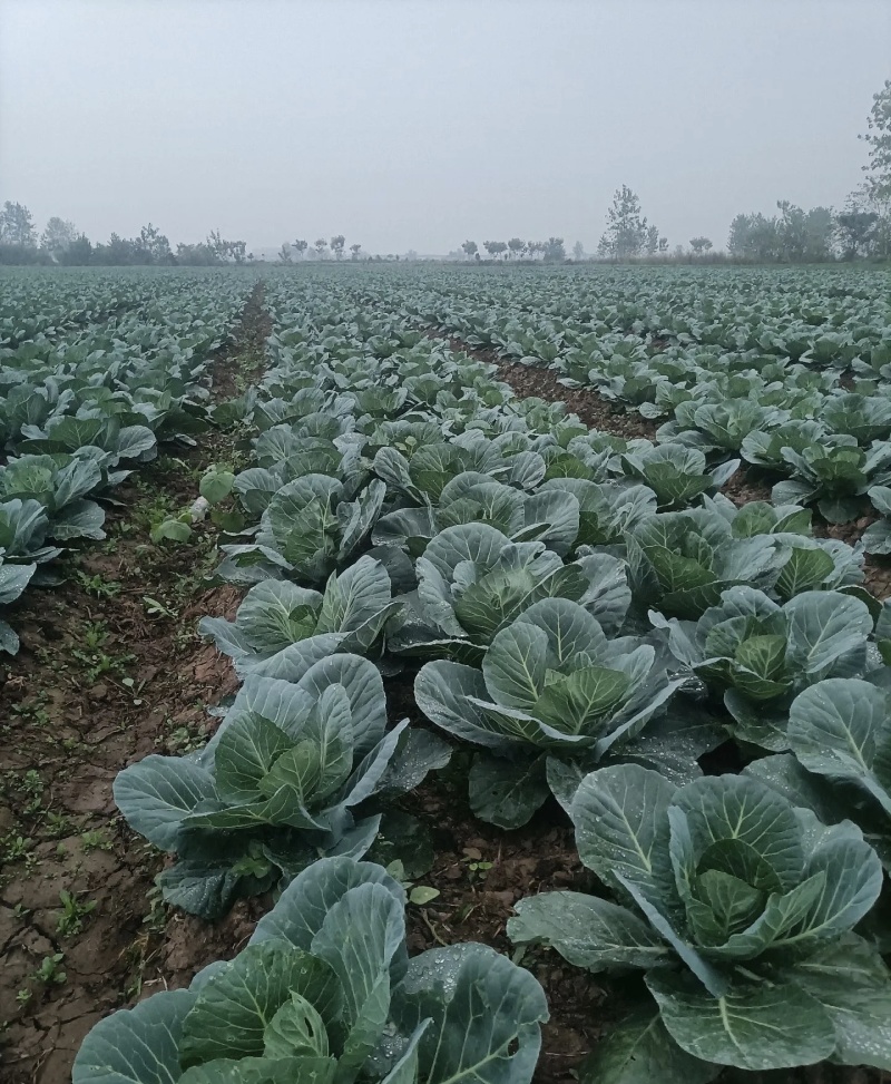 甘蓝大量有货基地直供可视频看货欢迎咨询来电