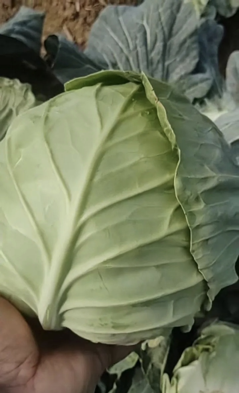 甘蓝大量有货基地直供可视频看货欢迎咨询来电