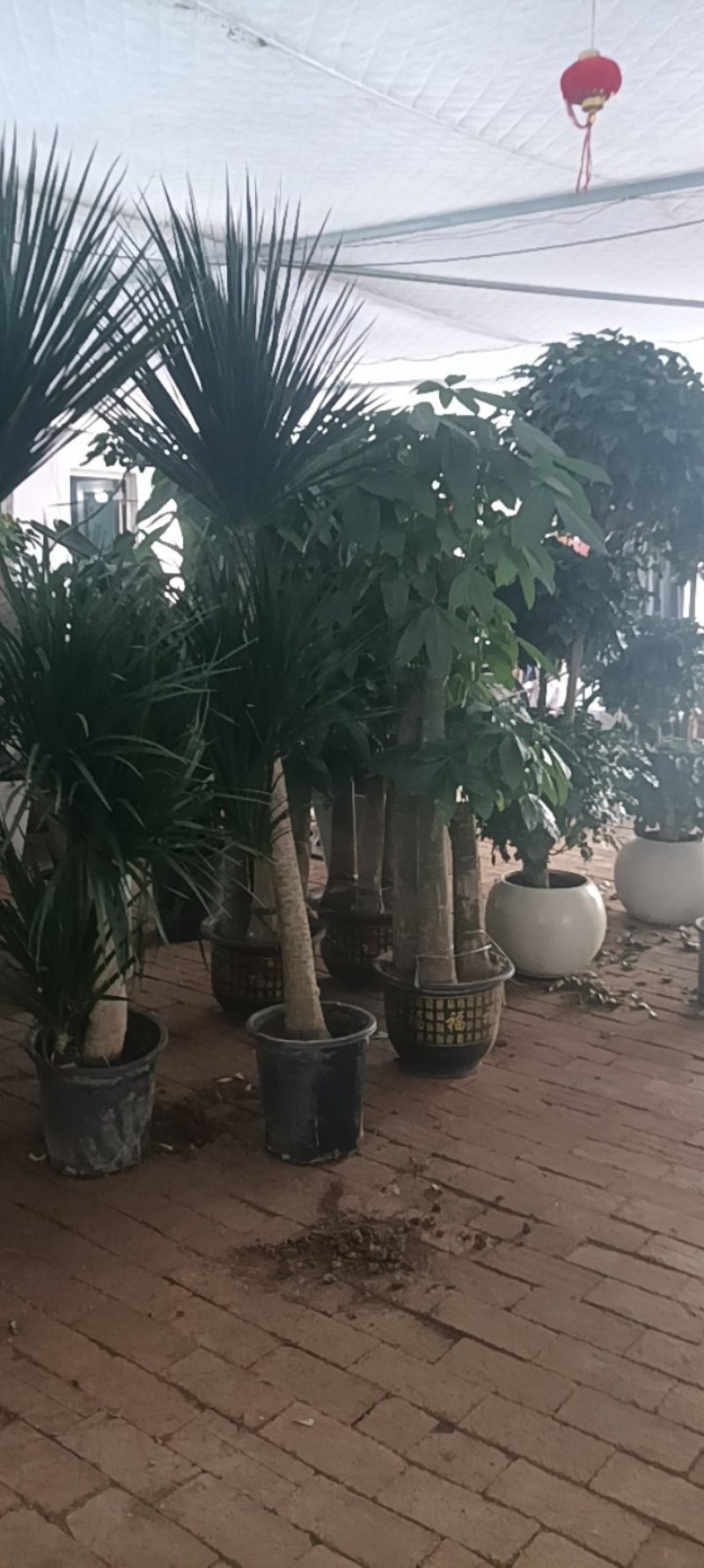 发财树