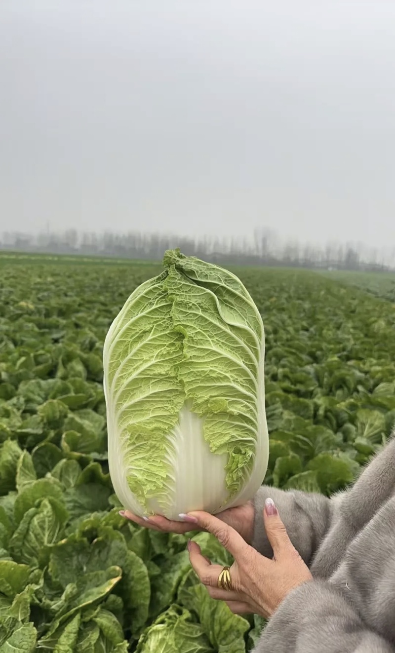 白菜，大白菜基地直供现摘现发可视频看货欢迎咨询来电