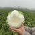 白菜，大白菜基地直供现摘现发可视频看货欢迎咨询来电