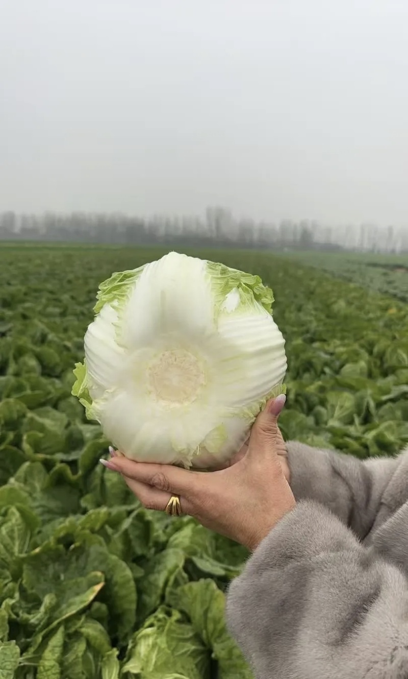 白菜，大白菜基地直供现摘现发可视频看货欢迎咨询来电