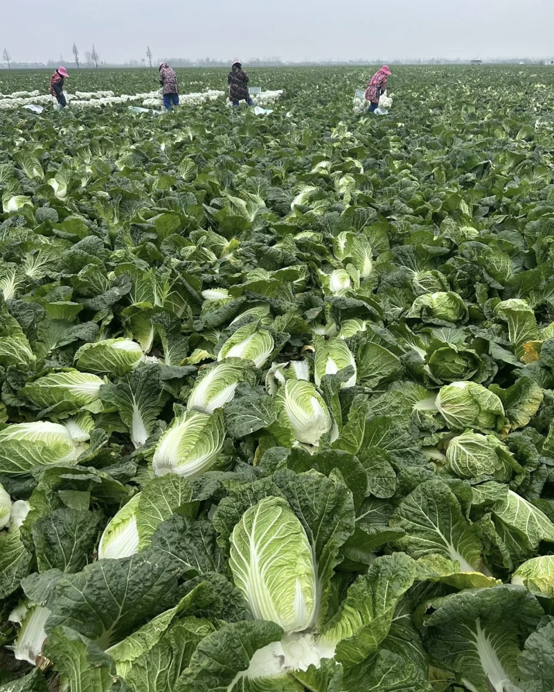 白菜，大白菜基地直供现摘现发可视频看货欢迎咨询来电