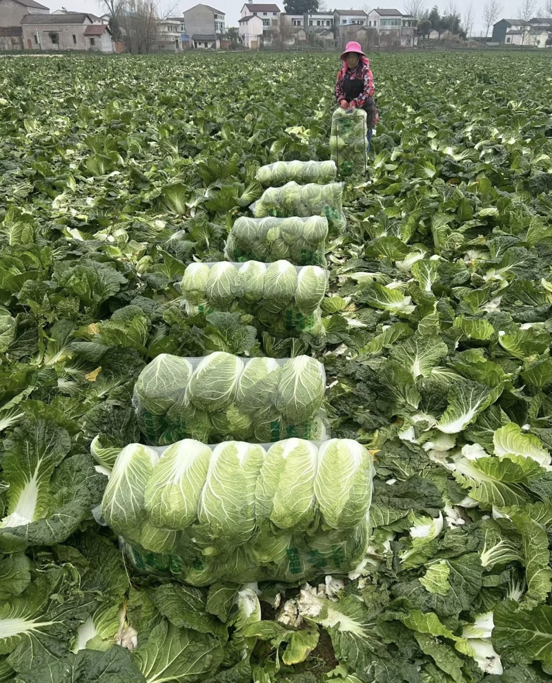 白菜，大白菜基地直供现摘现发可视频看货欢迎咨询来电