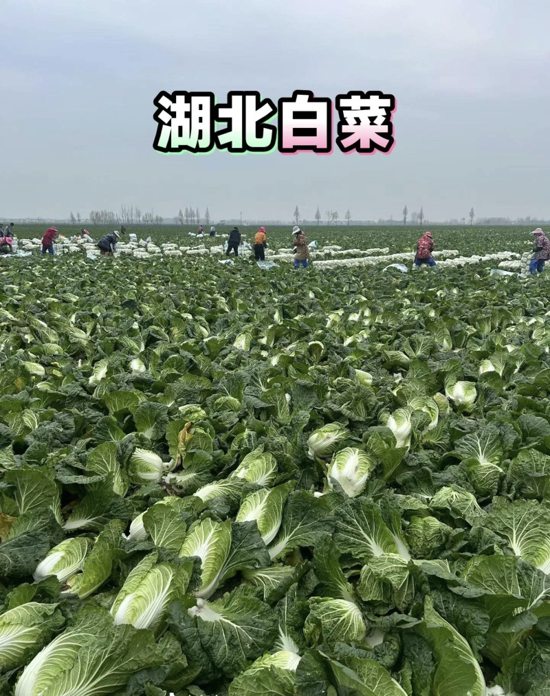 白菜，大白菜基地直供现摘现发可视频看货欢迎咨询来电
