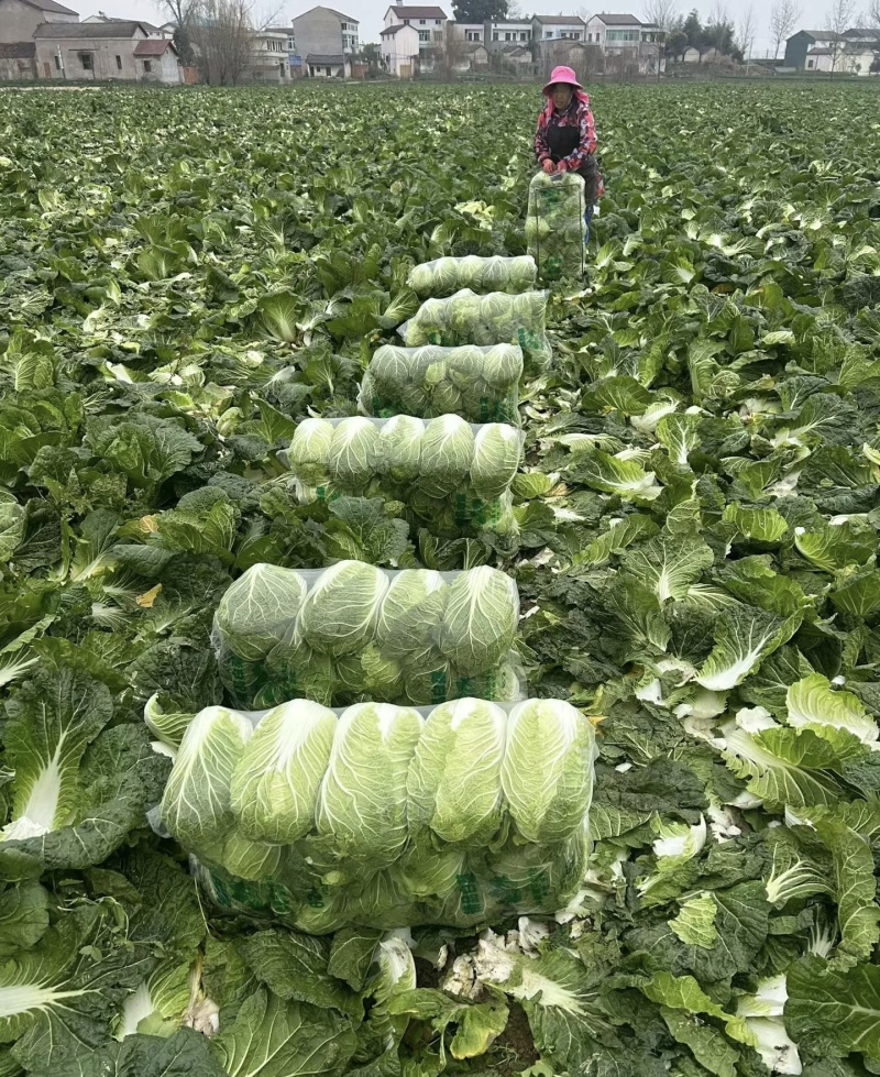 白菜，大白菜基地直供现摘现发可视频看货欢迎咨询来电